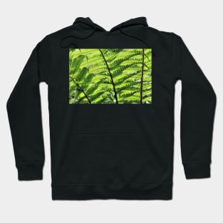 Sunlight weaving through fern fronds Hoodie